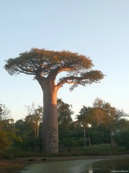 Avenue of the Baobabs 27