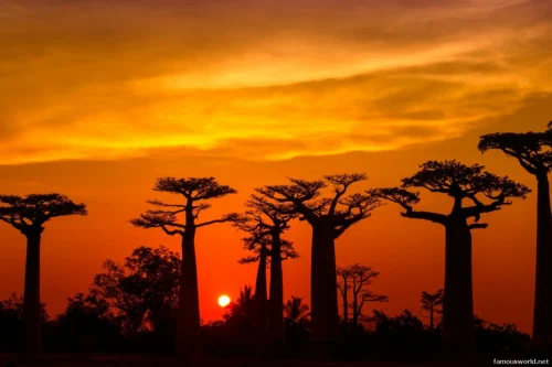 Avenue of the Baobabs 28