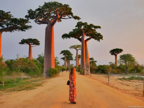 Avenue of the Baobabs 29