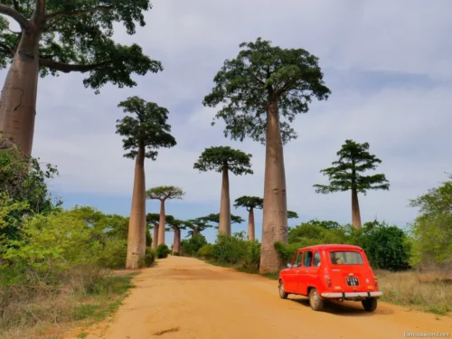Avenue of the Baobabs 31