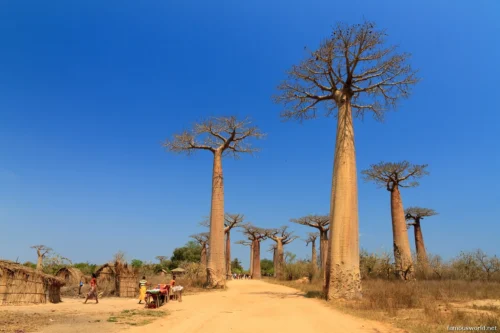 Avenue of the Baobabs 32