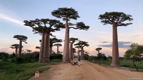 Avenue of the Baobabs 33