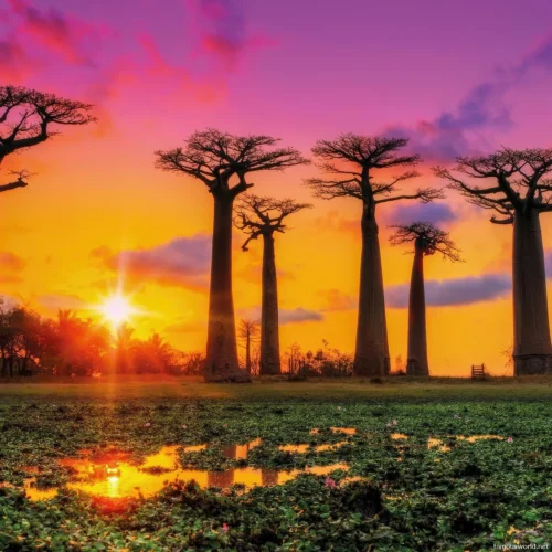 Avenue of the Baobabs 34