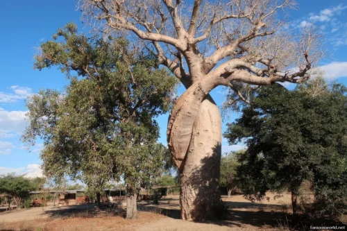 Avenue of the Baobabs 35