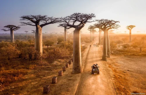 Avenue of the Baobabs 37