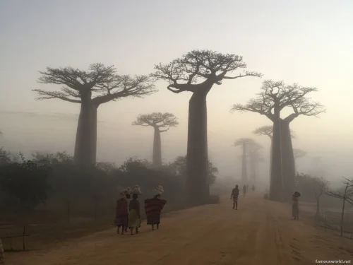 Avenue of the Baobabs 38