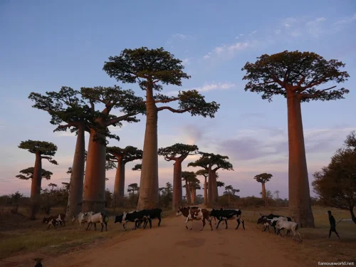 Avenue of the Baobabs 39