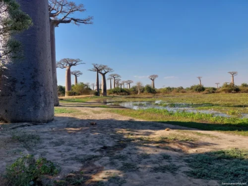 Avenue of the Baobabs 40