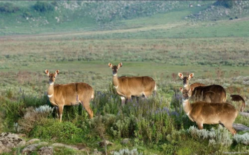 Bale Mountains National Park 10