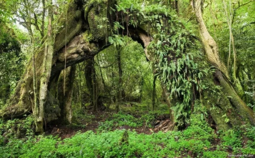 Bale Mountains National Park 11