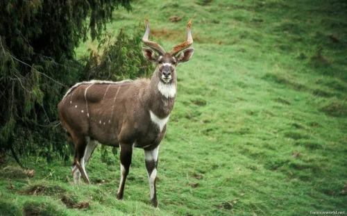 Bale Mountains National Park 12
