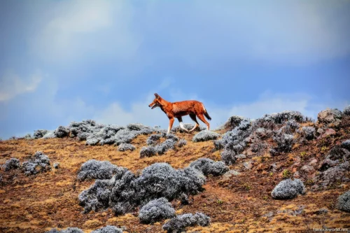 Bale Mountains National Park 15