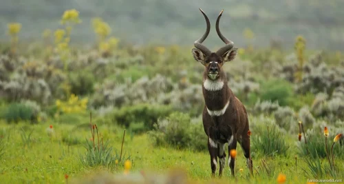 Bale Mountains National Park 17