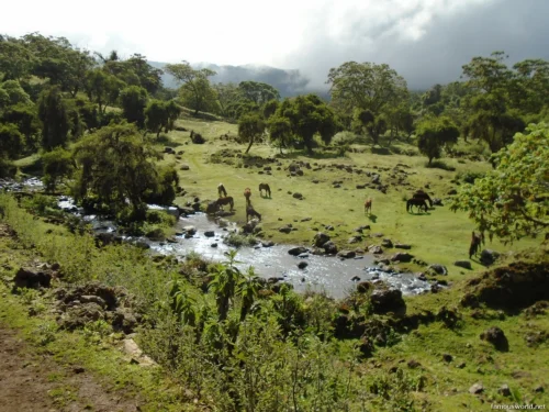Bale Mountains National Park 18