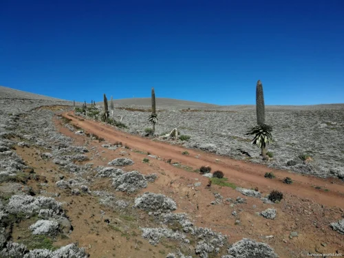 Bale Mountains National Park 20