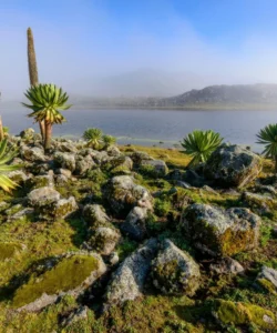 Bale Mountains National Park