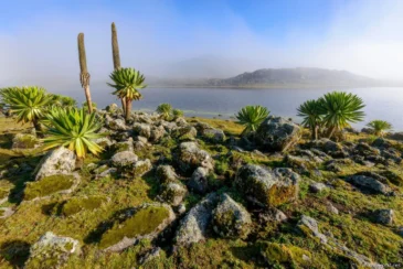 Bale Mountains National Park