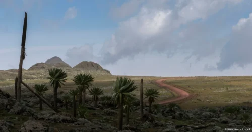 Bale Mountains National Park 48