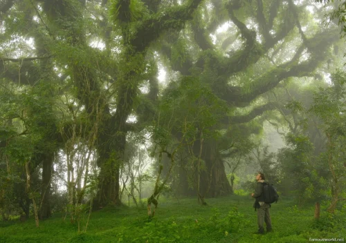 Bale Mountains National Park 49