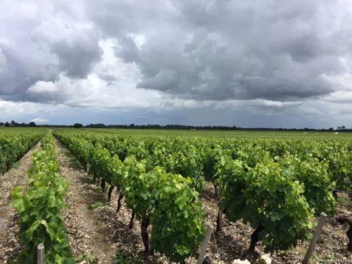 Bordeaux and its Vineyards 04