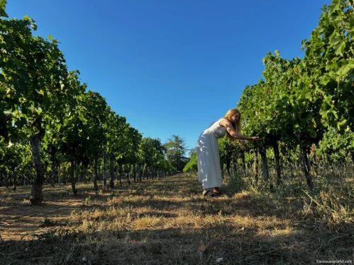 Bordeaux and its Vineyards 06