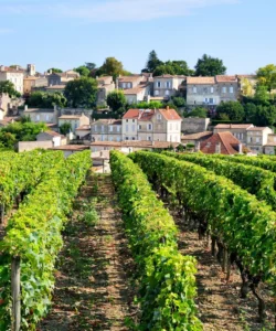 Bordeaux and its Vineyards