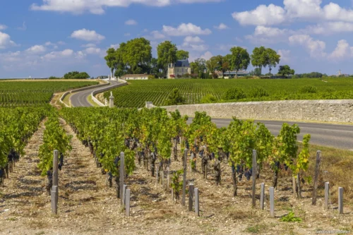 Bordeaux and its Vineyards 08