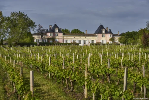Bordeaux and its Vineyards 14