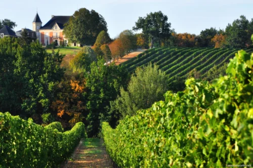 Bordeaux and its Vineyards 18
