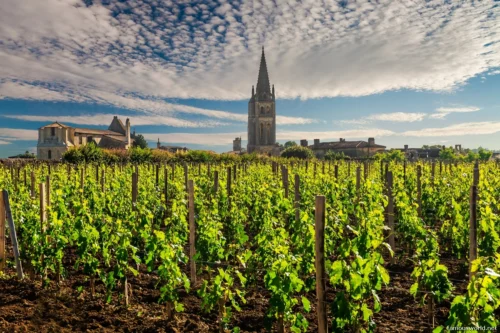 Bordeaux and its Vineyards 19