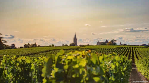 Bordeaux and its Vineyards 21