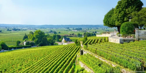 Bordeaux and its Vineyards 22