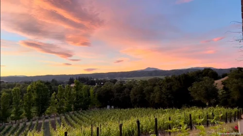 Bordeaux and its Vineyards 24