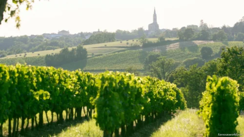 Bordeaux and its Vineyards 28