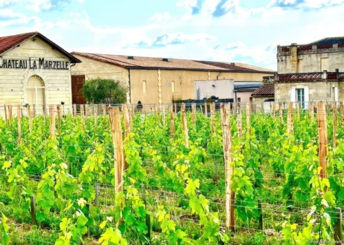 Bordeaux and its Vineyards 31