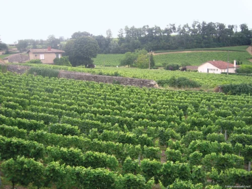 Bordeaux and its Vineyards 33