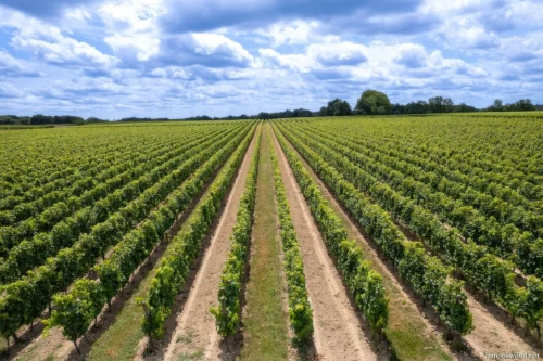 Bordeaux and its Vineyards 34