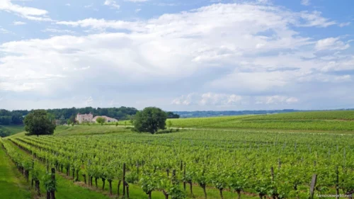 Bordeaux and its Vineyards 35