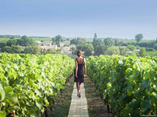 Bordeaux and its Vineyards 36