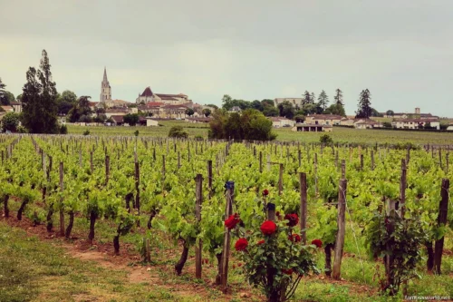 Bordeaux and its Vineyards 37