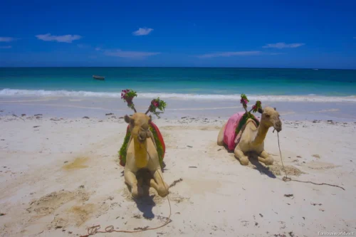 Diani Beach 11