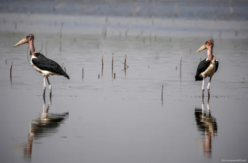 Dinder National Park 02