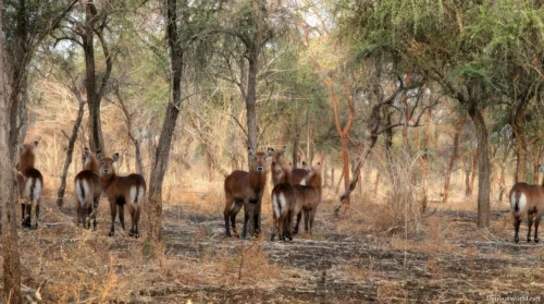 Dinder National Park 06