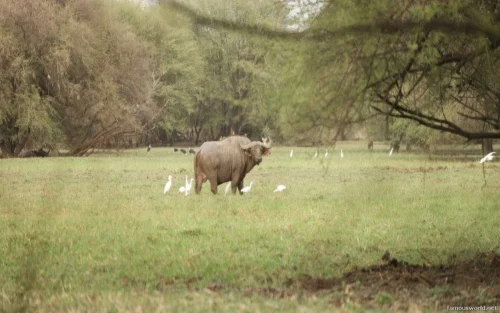 Dinder National Park 08