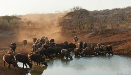 Dinder National Park 09