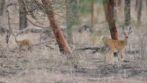 Dinder National Park 16