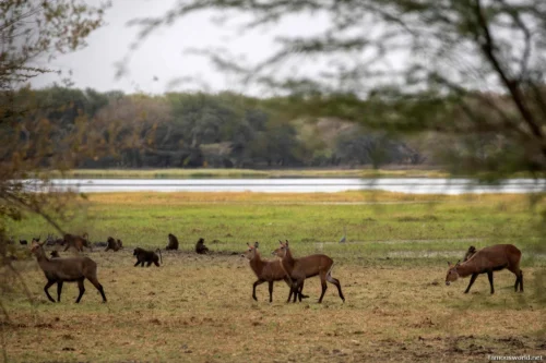 Dinder National Park 17