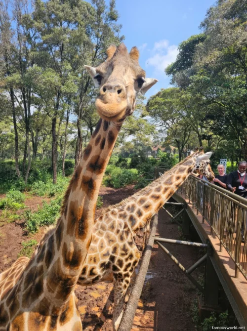 Giraffe Centre (Nairobi) 02