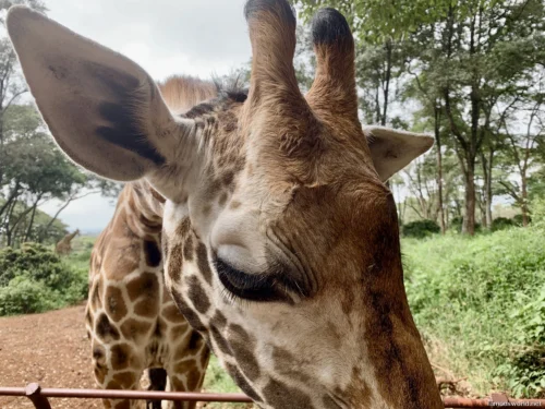 Giraffe Centre (Nairobi) 03