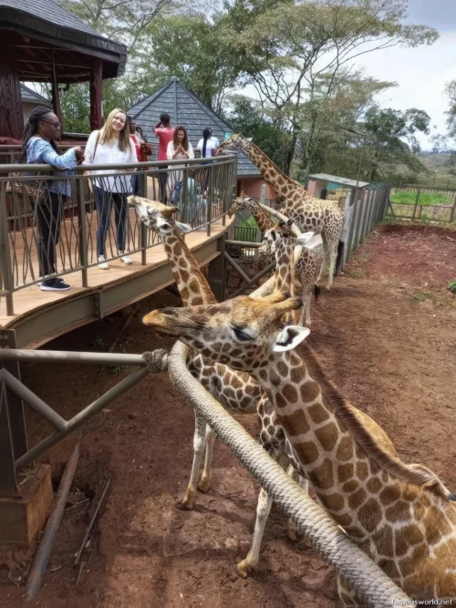 Giraffe Centre (Nairobi) 05